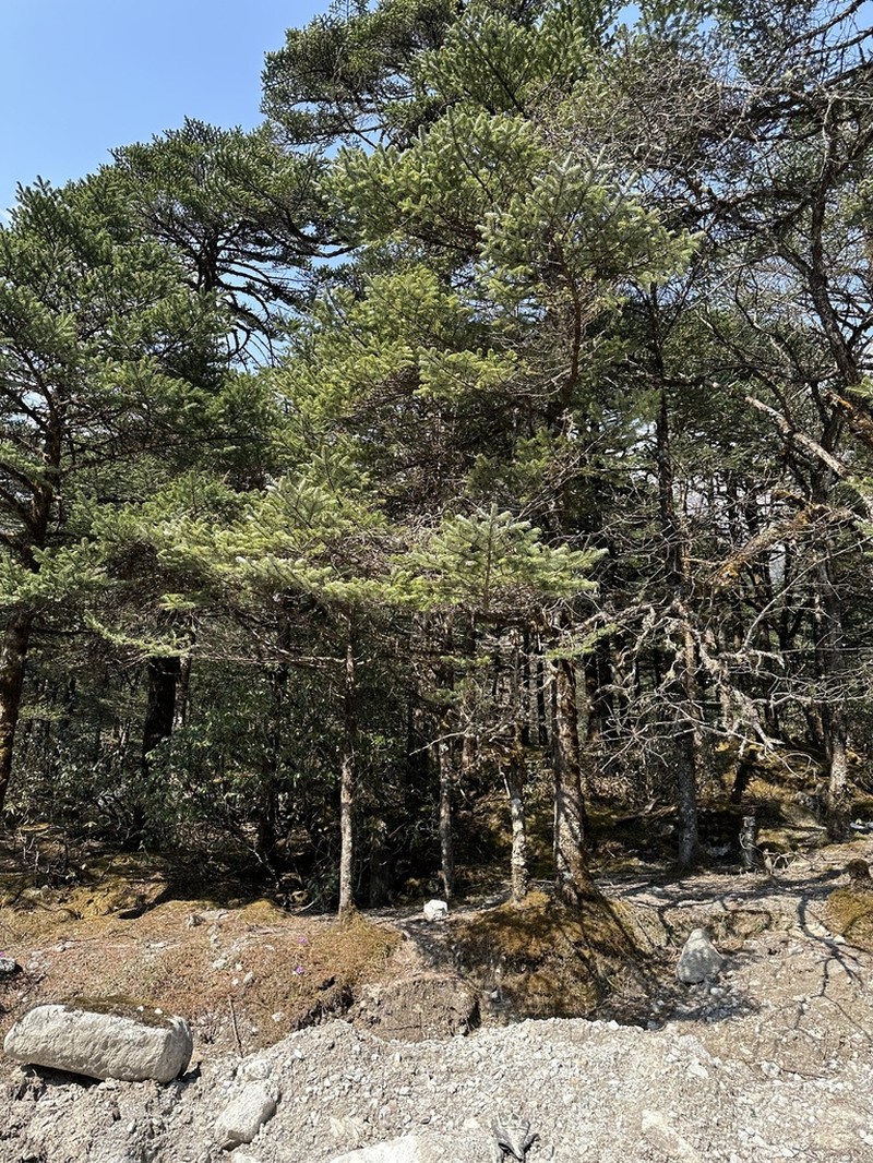 Abies densa photo 5