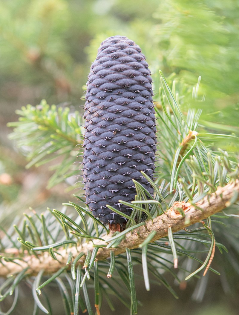 Abies densa photo 6
