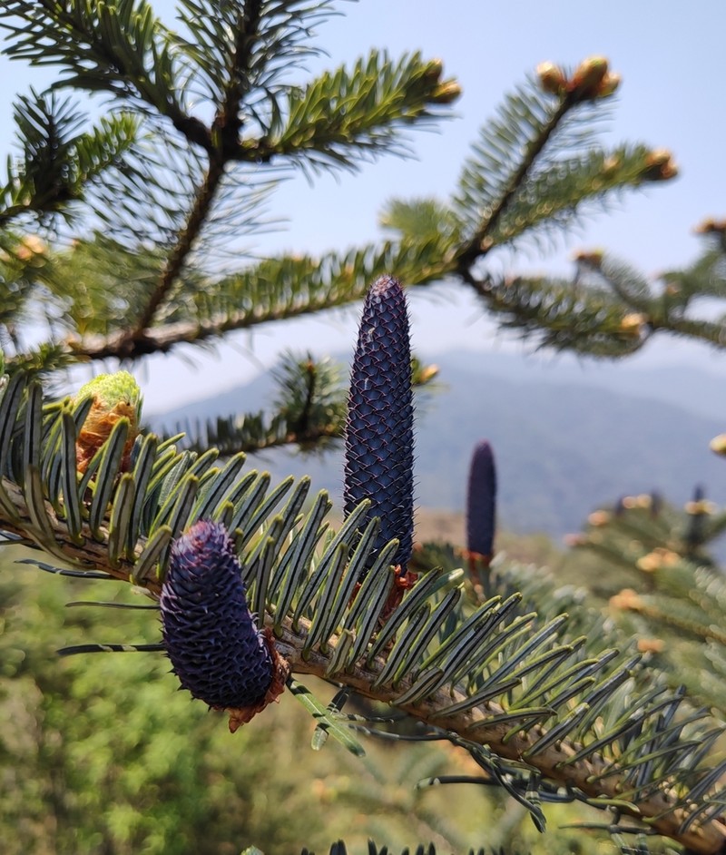 Abies densa photo 7