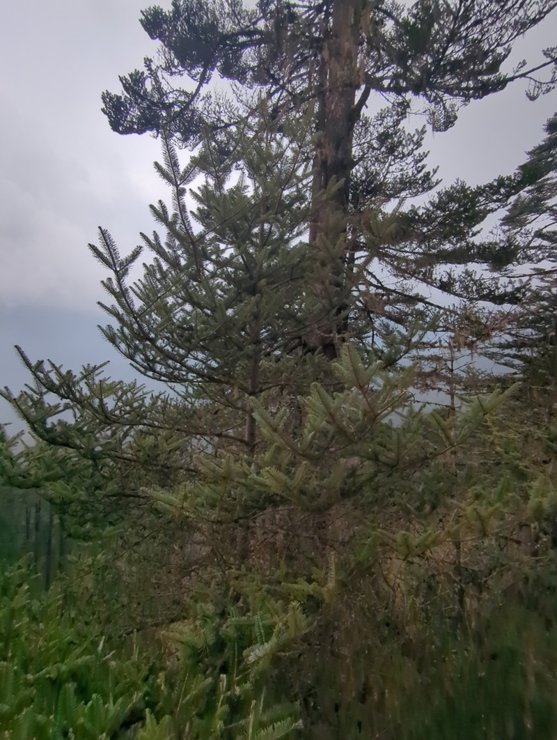 Abies densa photo 8