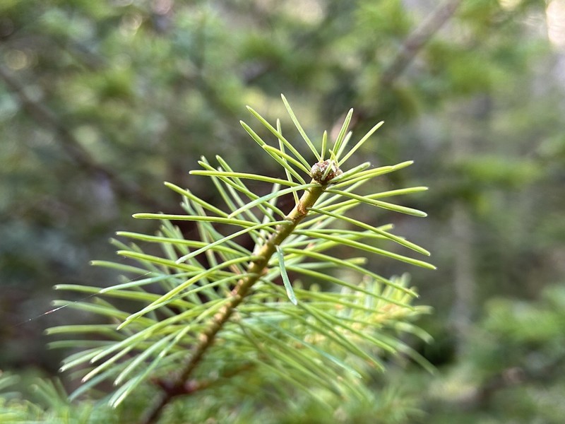 Abies durangensis photo 4