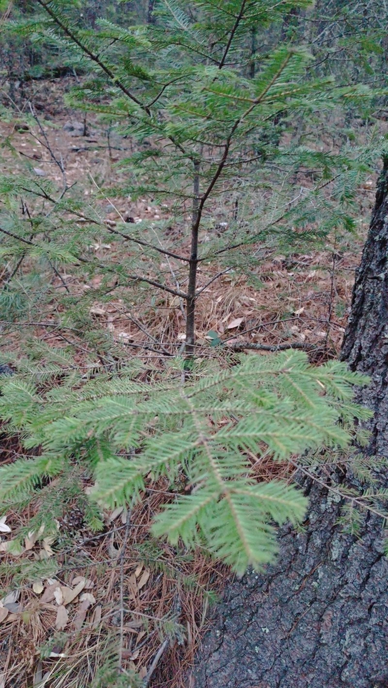 Abies durangensis photo 5