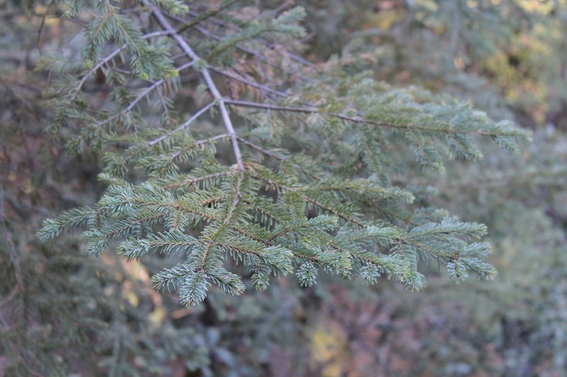 Abies durangensis photo 7
