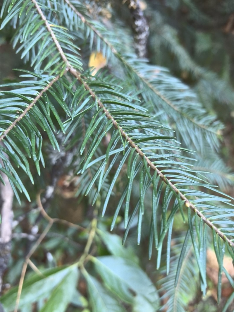 Abies durangensis photo 8