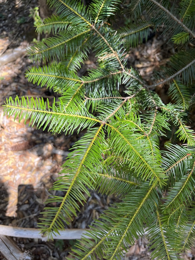 Abies durangensis var. coahuilensis