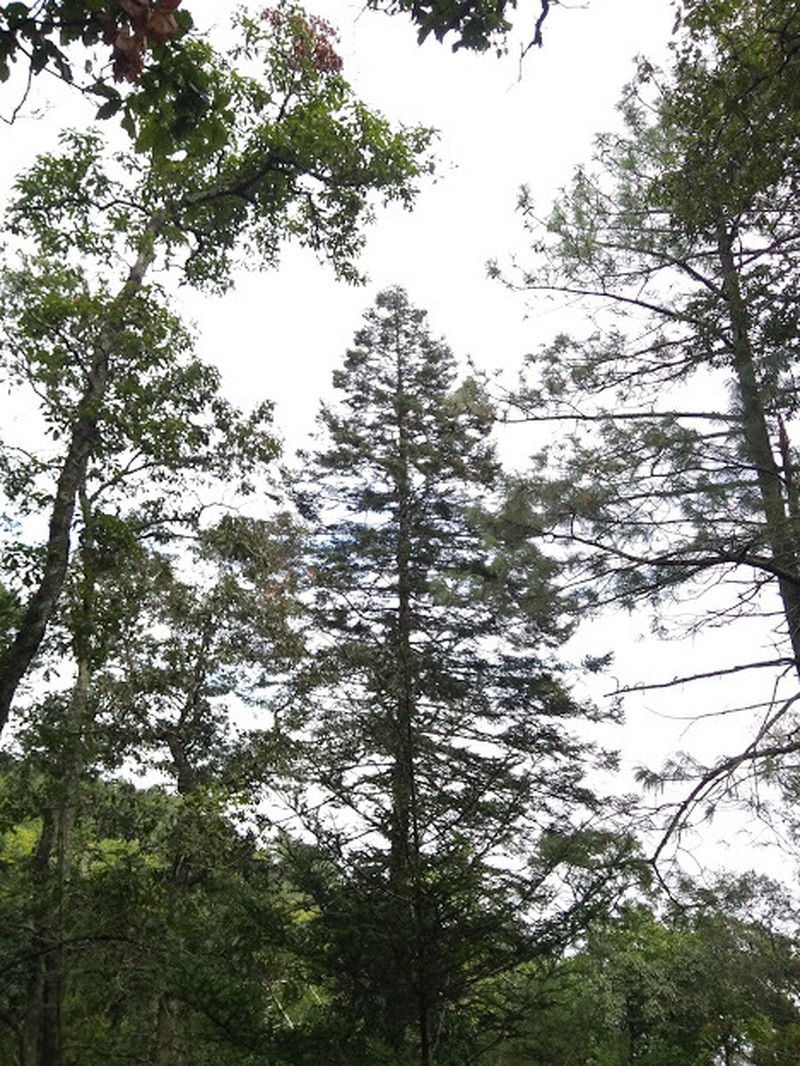 Abies durangensis var. coahuilensis photo 2