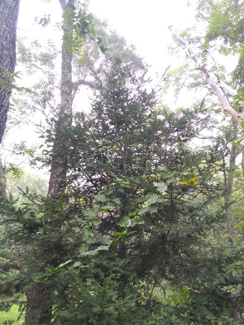 Abies durangensis var. coahuilensis photo 3