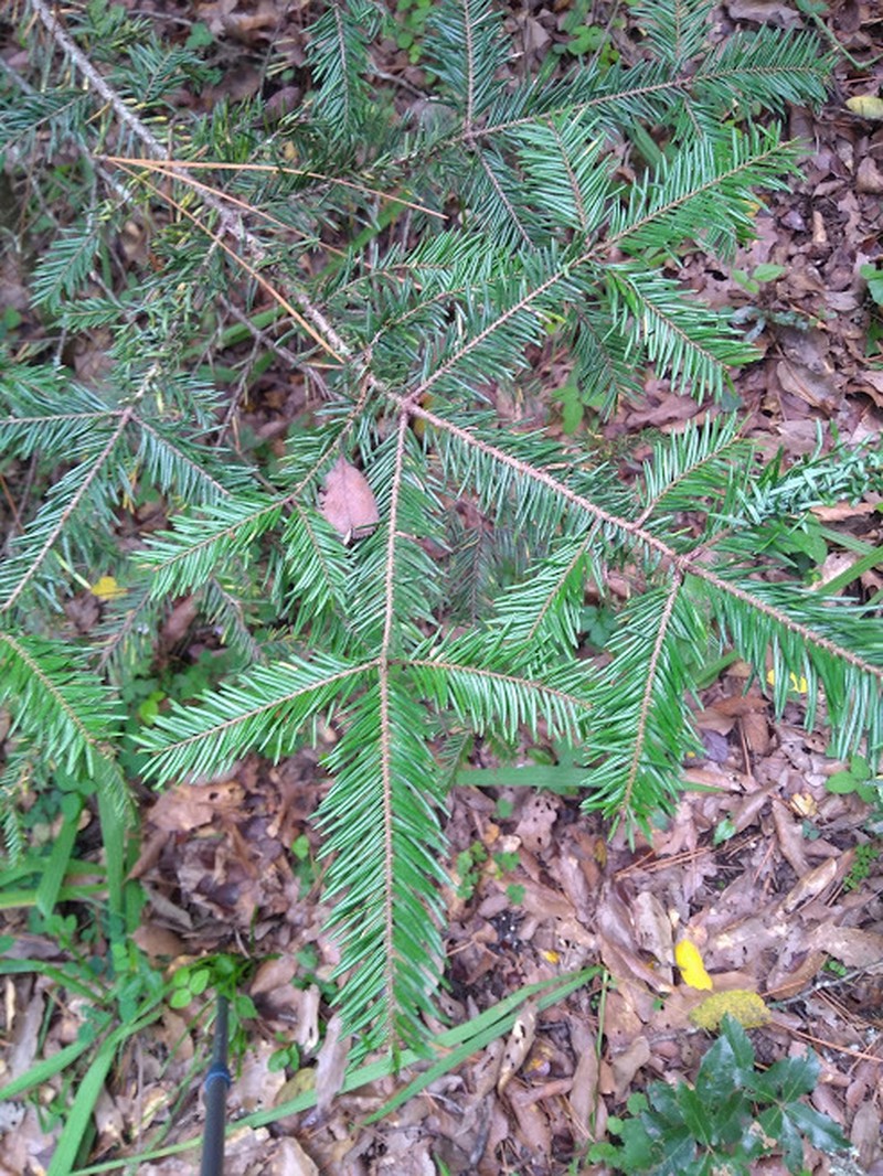 Abies durangensis var. coahuilensis photo 4