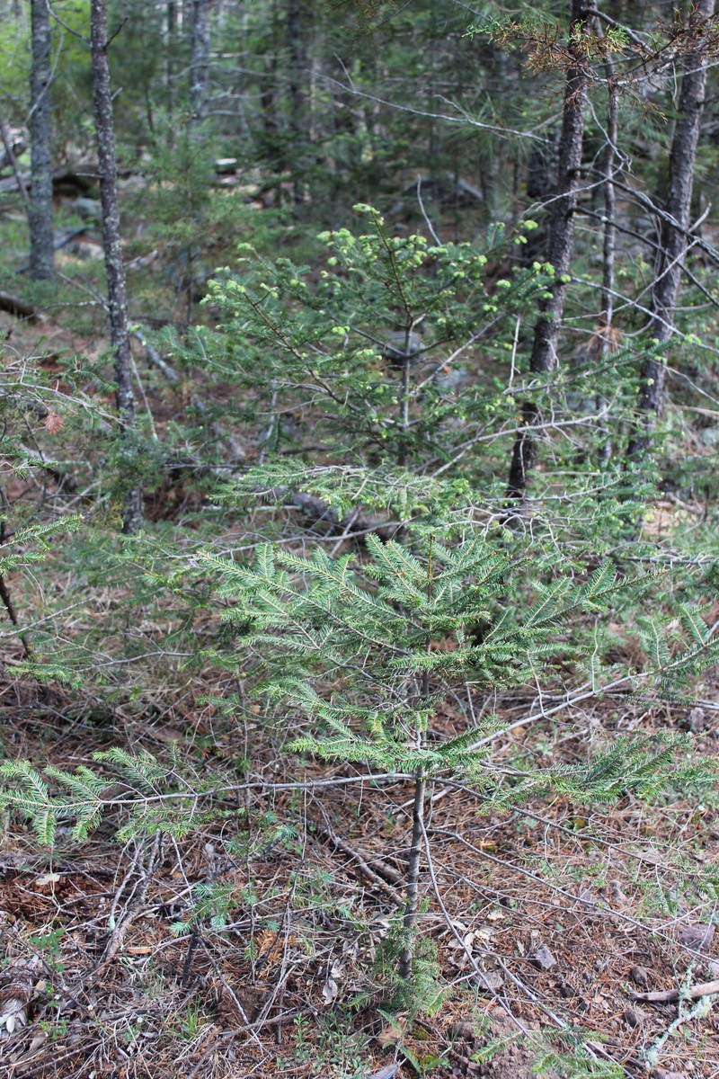 Abies durangensis var. coahuilensis photo 5
