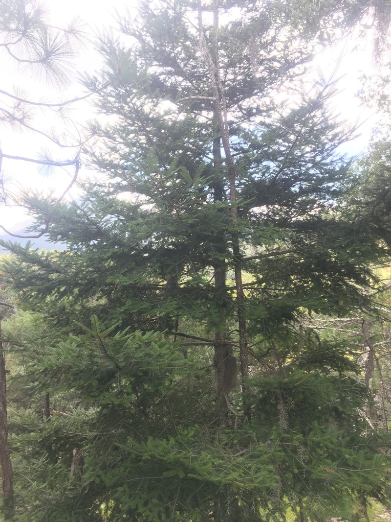 Abies durangensis var. coahuilensis photo 6