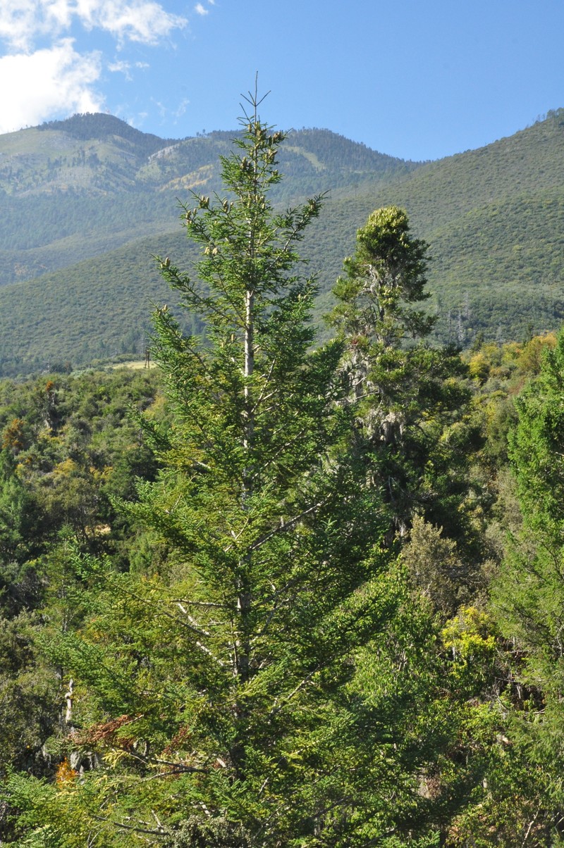 Abies durangensis var. coahuilensis photo 7