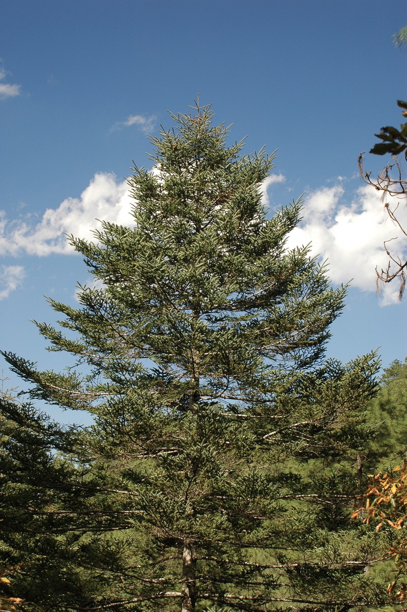 Abies durangensis var. coahuilensis photo 8