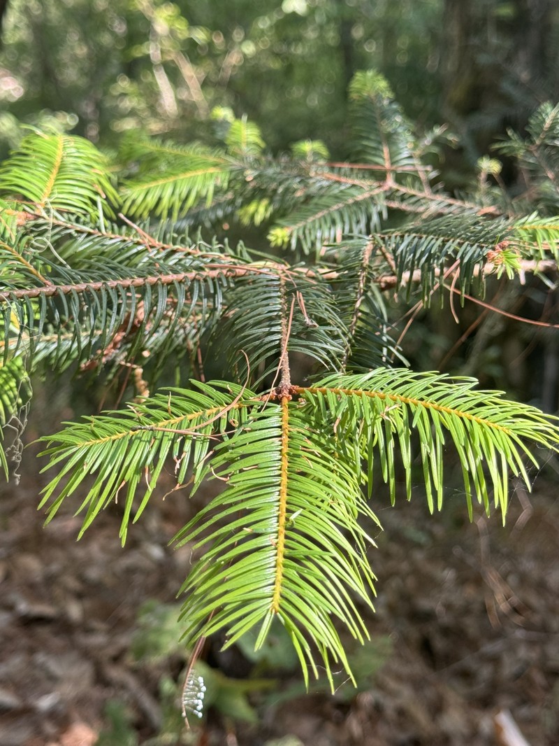 Abies durangensis var. durangensis