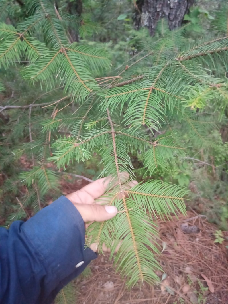 Abies durangensis var. durangensis photo 2