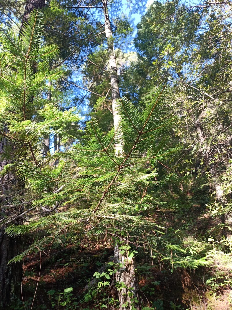 Abies durangensis var. durangensis photo 3