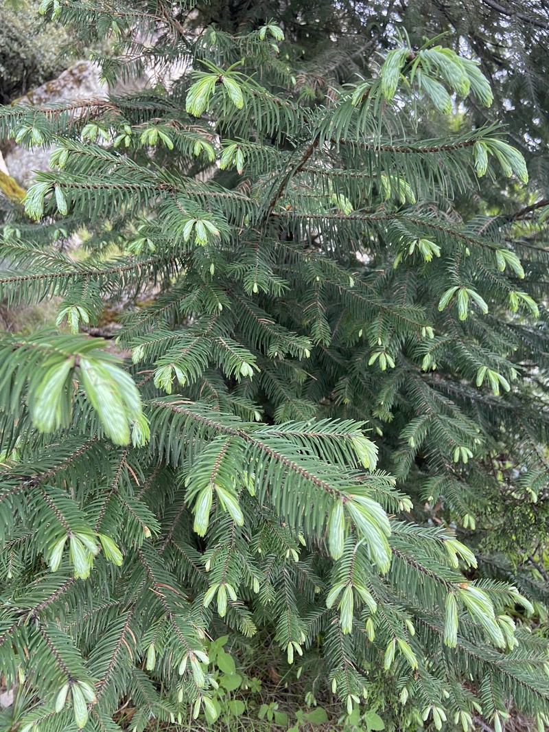 Abies durangensis var. durangensis photo 4