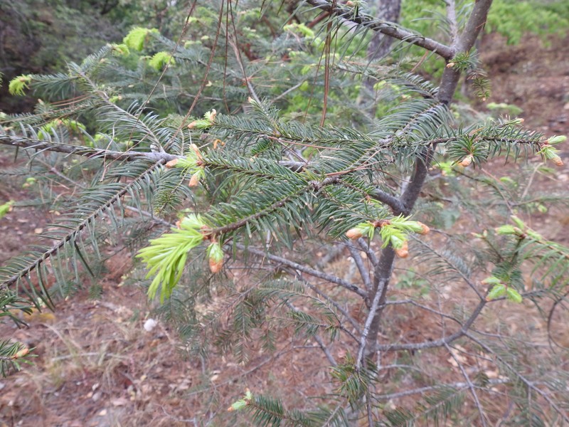 Abies durangensis var. durangensis photo 6