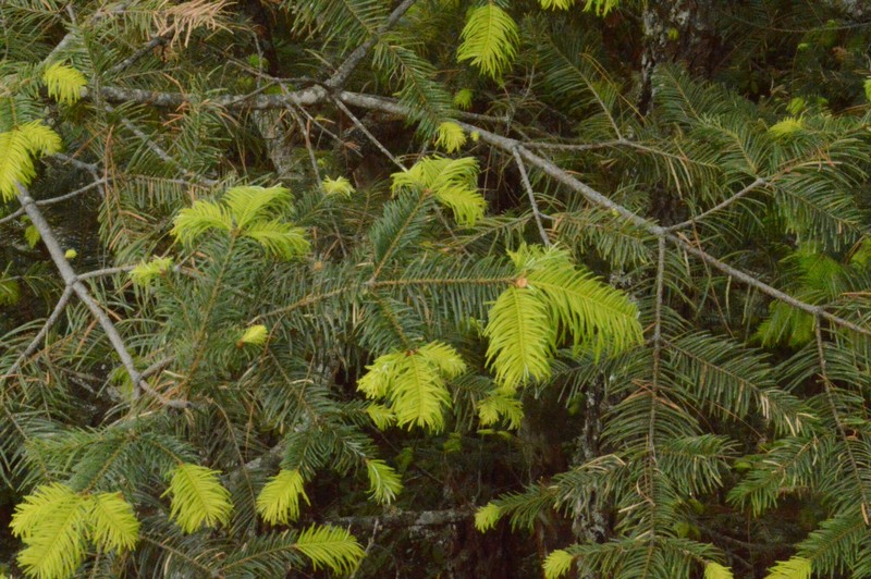Abies durangensis var. durangensis photo 8