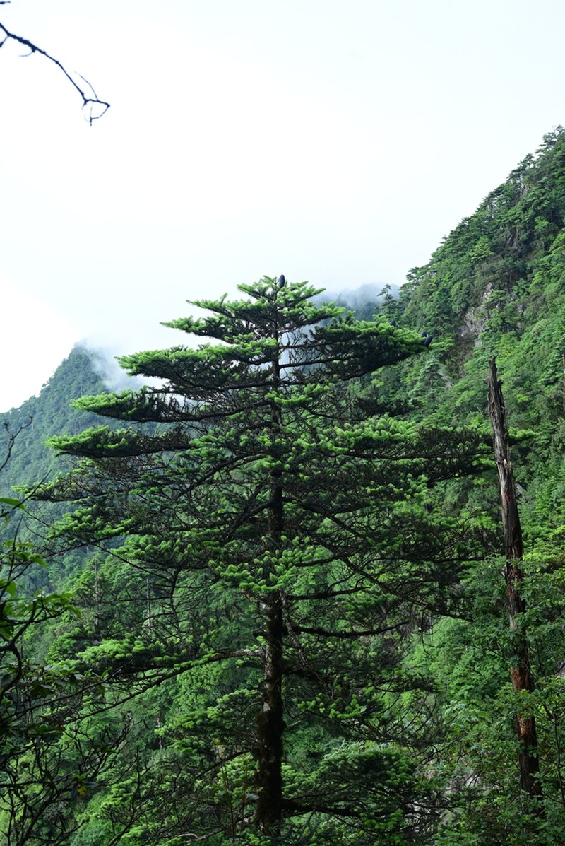 Abies fanjingshanensis photo 3