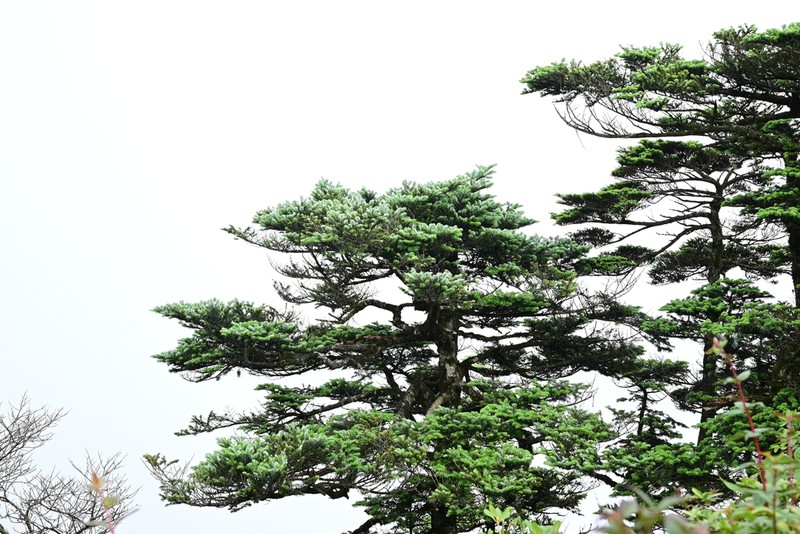 Abies fanjingshanensis photo 4