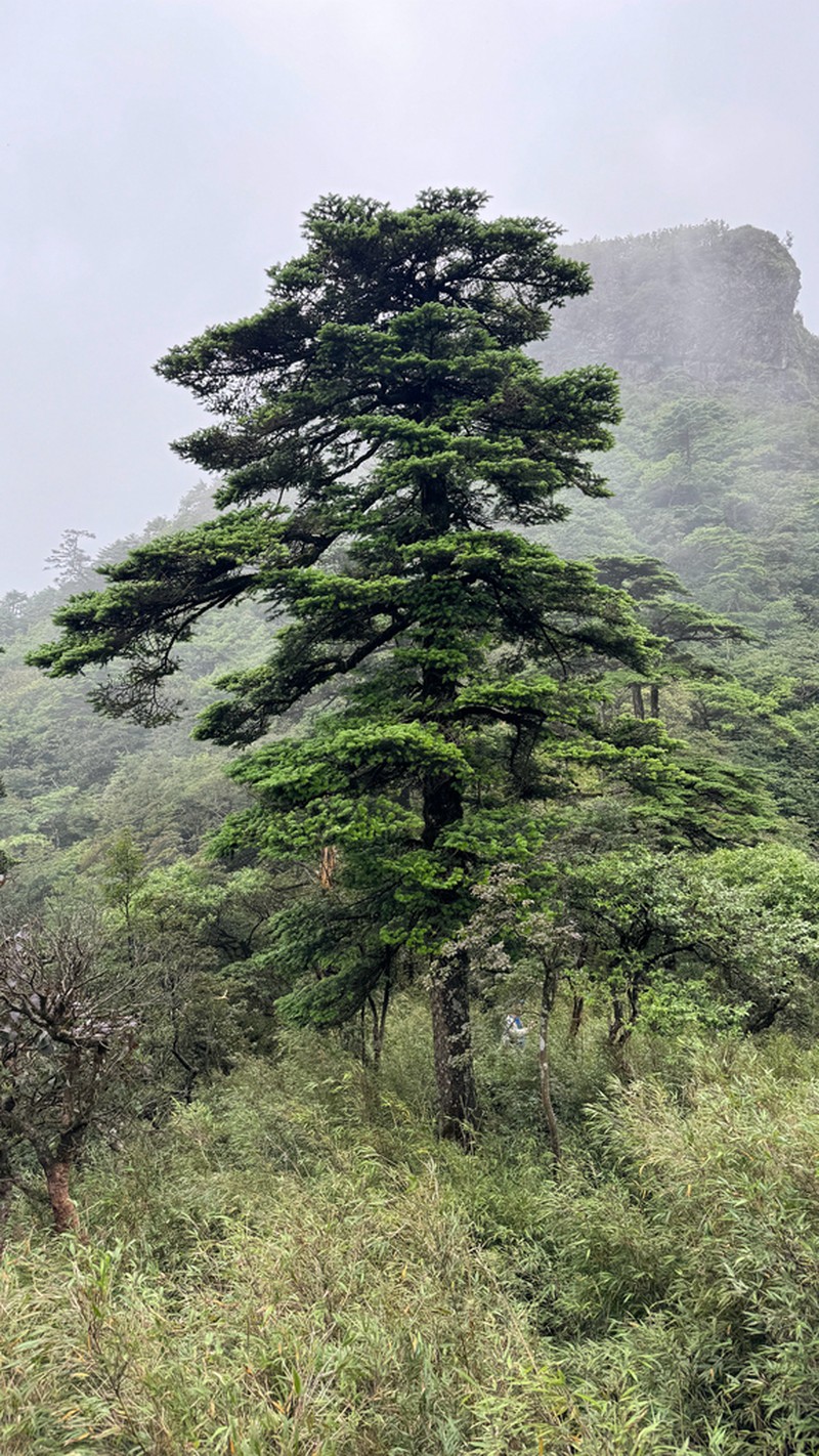 Abies fanjingshanensis photo 5