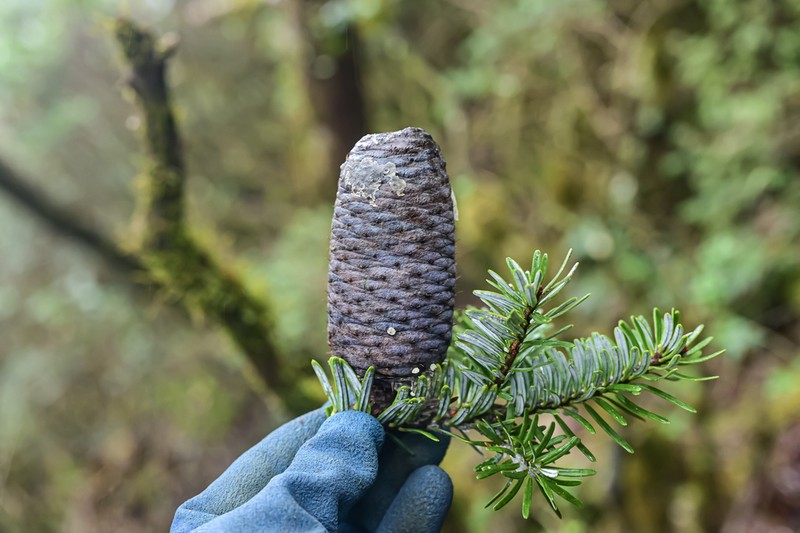 Abies fanjingshanensis photo 6