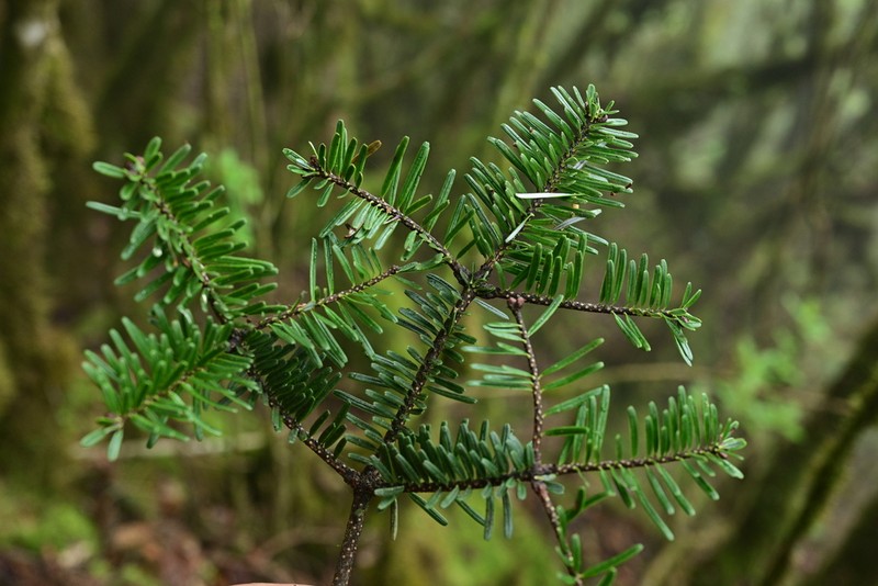 Abies fanjingshanensis