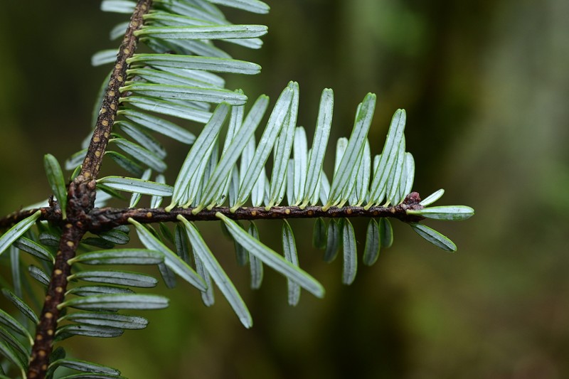 Abies fanjingshanensis photo 2