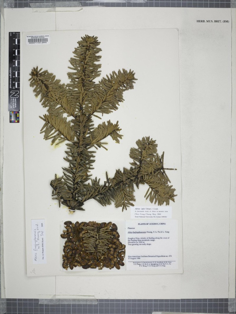 Abies fanjingshanensis photo 3