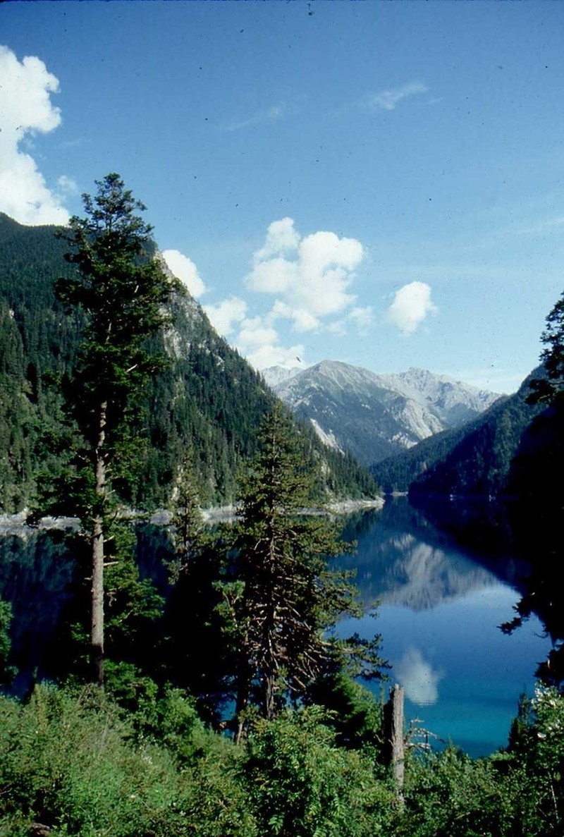 Abies fargesii photo 2