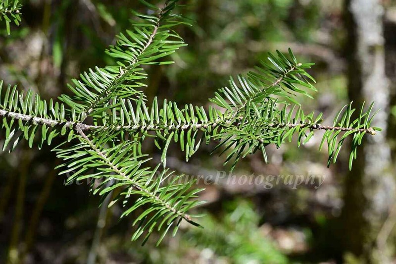 Abies fargesii photo 3