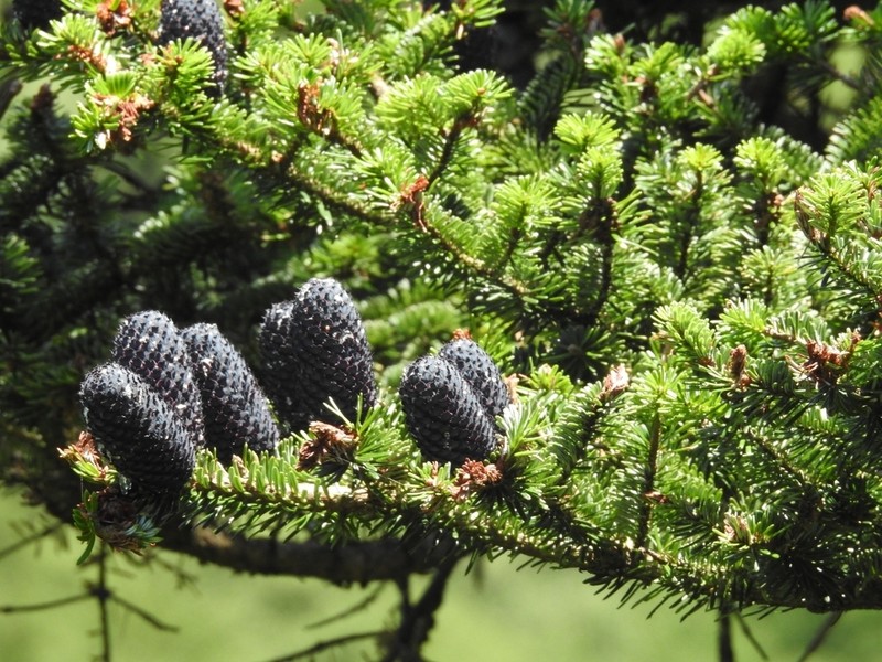 Abies fargesii photo 4