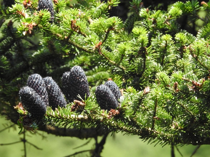 Abies fargesii photo 5