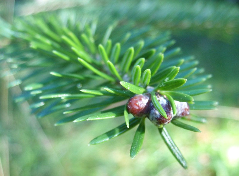 Abies fargesii photo 7