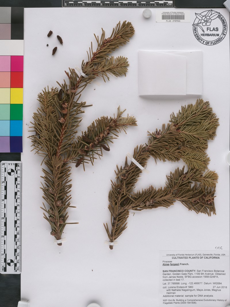 Abies fargesii photo 8