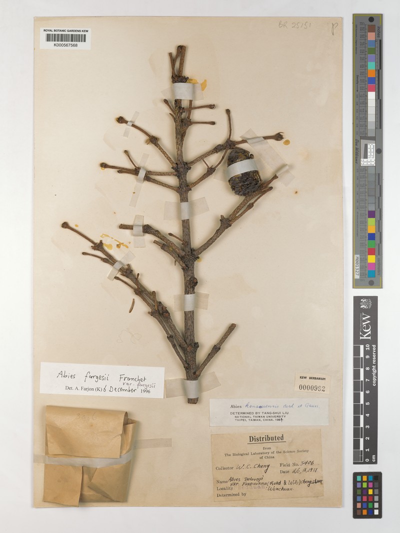 Abies fargesii var. fargesii