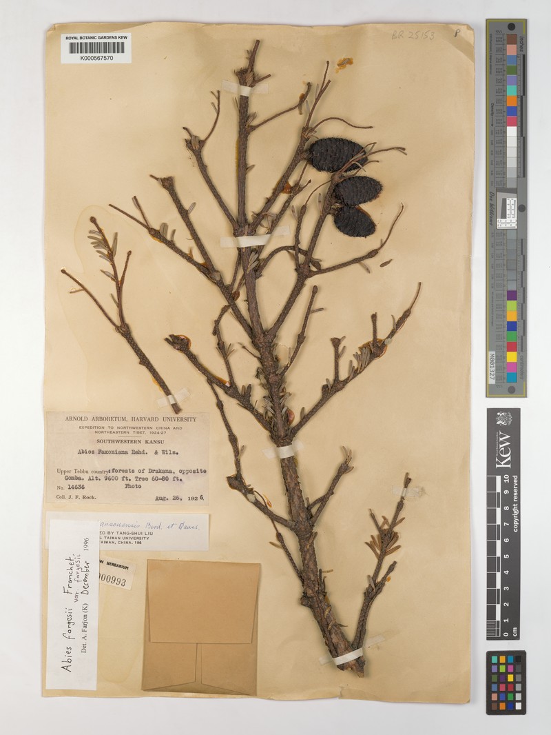 Abies fargesii var. fargesii photo 3