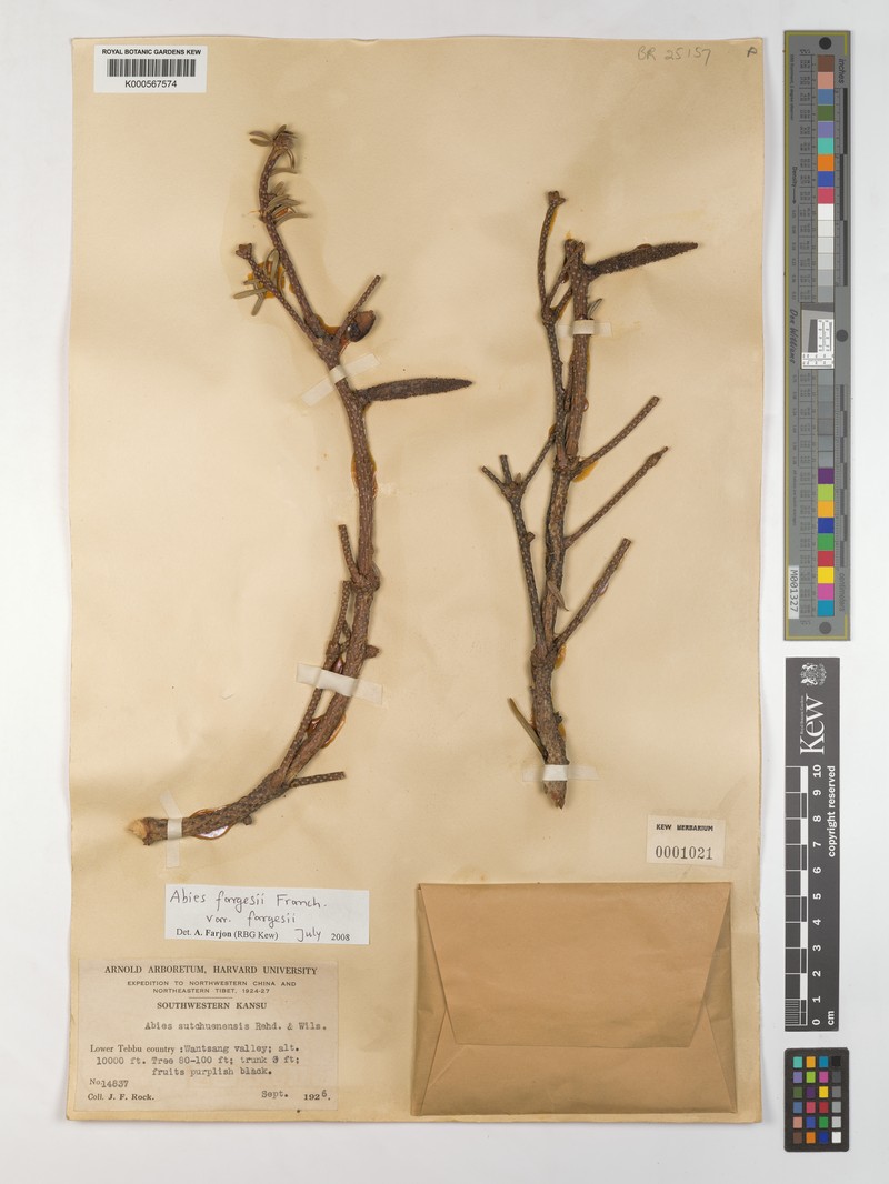 Abies fargesii var. fargesii photo 4