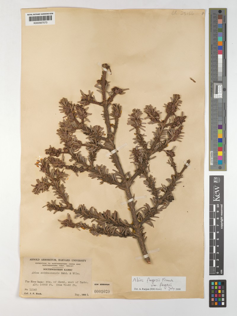 Abies fargesii var. fargesii photo 5