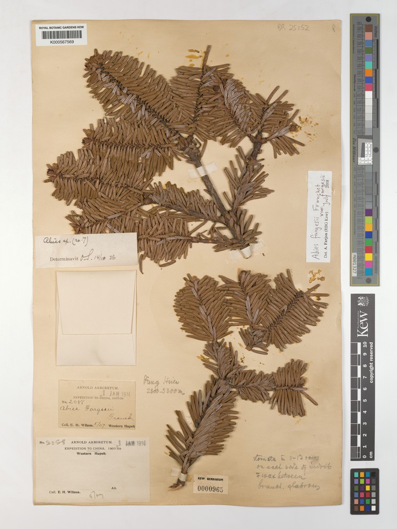 Abies fargesii var. fargesii photo 6