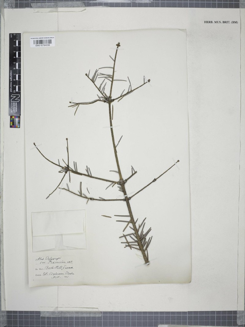 Abies fargesii var. faxoniana