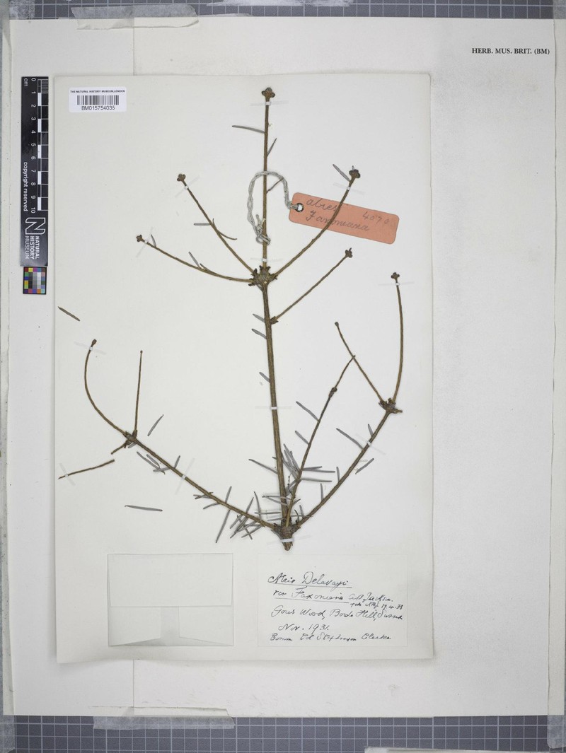 Abies fargesii var. faxoniana photo 2