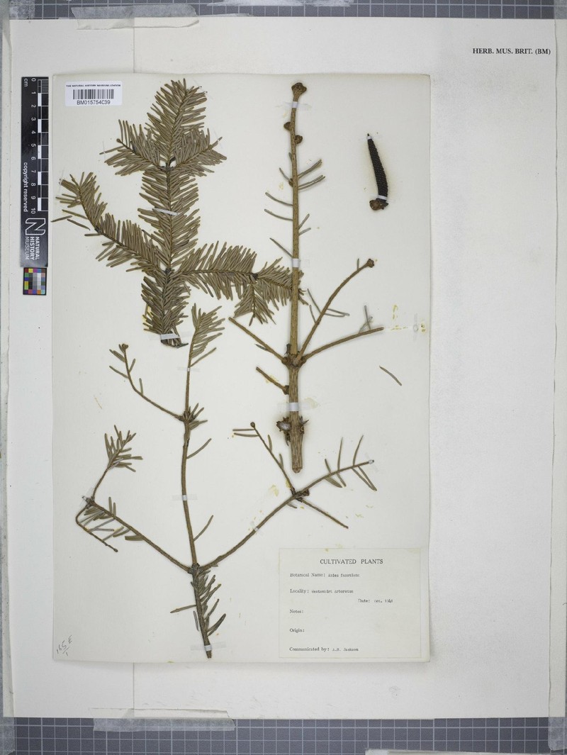 Abies fargesii var. faxoniana photo 3