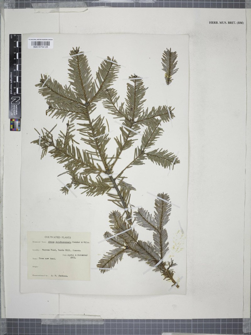 Abies fargesii var. sutchuenensis