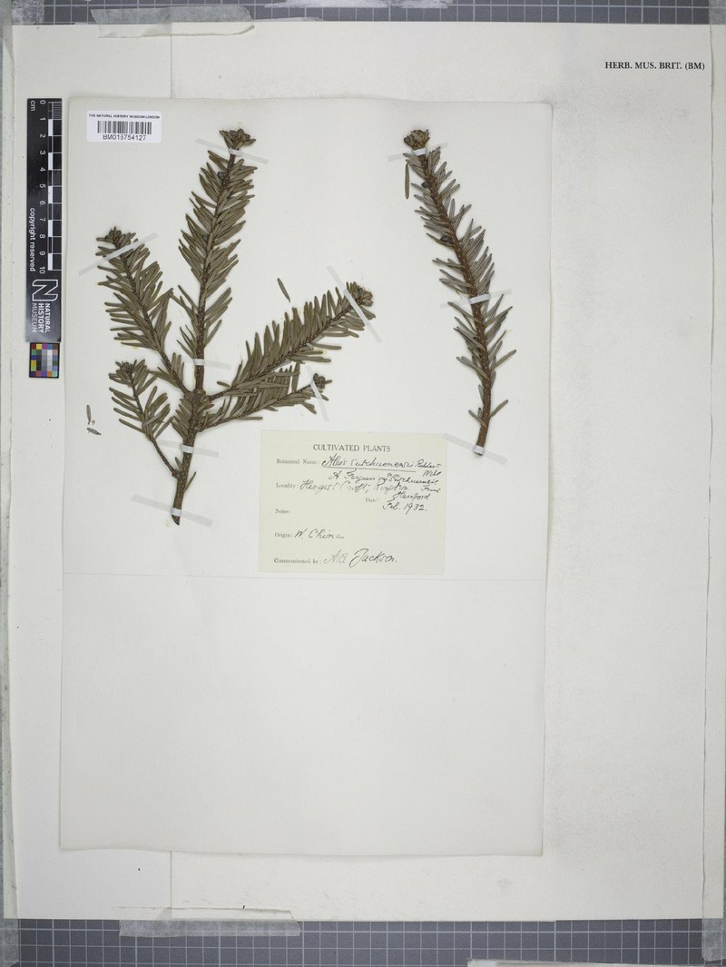 Abies fargesii var. sutchuenensis photo 2