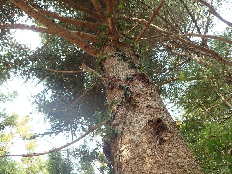 Momi Fir photo 4
