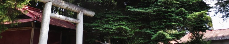 Momi Fir photo 6
