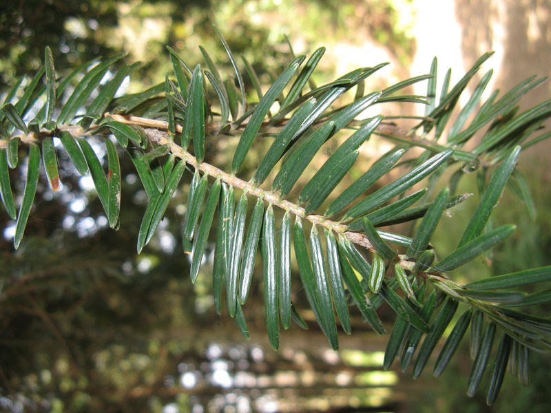 Momi Fir photo 4