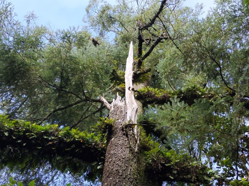 Abies flinckii
