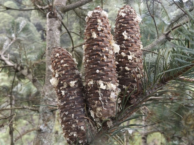 Abies flinckii photo 2